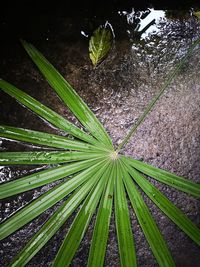 Close-up of wet leaves on field during rainy season