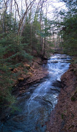 Scenic view of forest