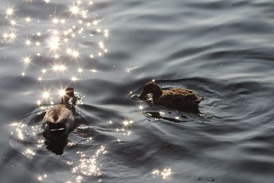 Swan swimming in lake