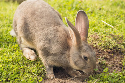 Cute brown rabbit in the field