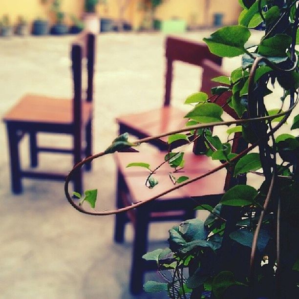 plant, leaf, potted plant, growth, focus on foreground, close-up, freshness, table, sunlight, flower, nature, built structure, building exterior, selective focus, architecture, front or back yard, day, no people, green color, outdoors