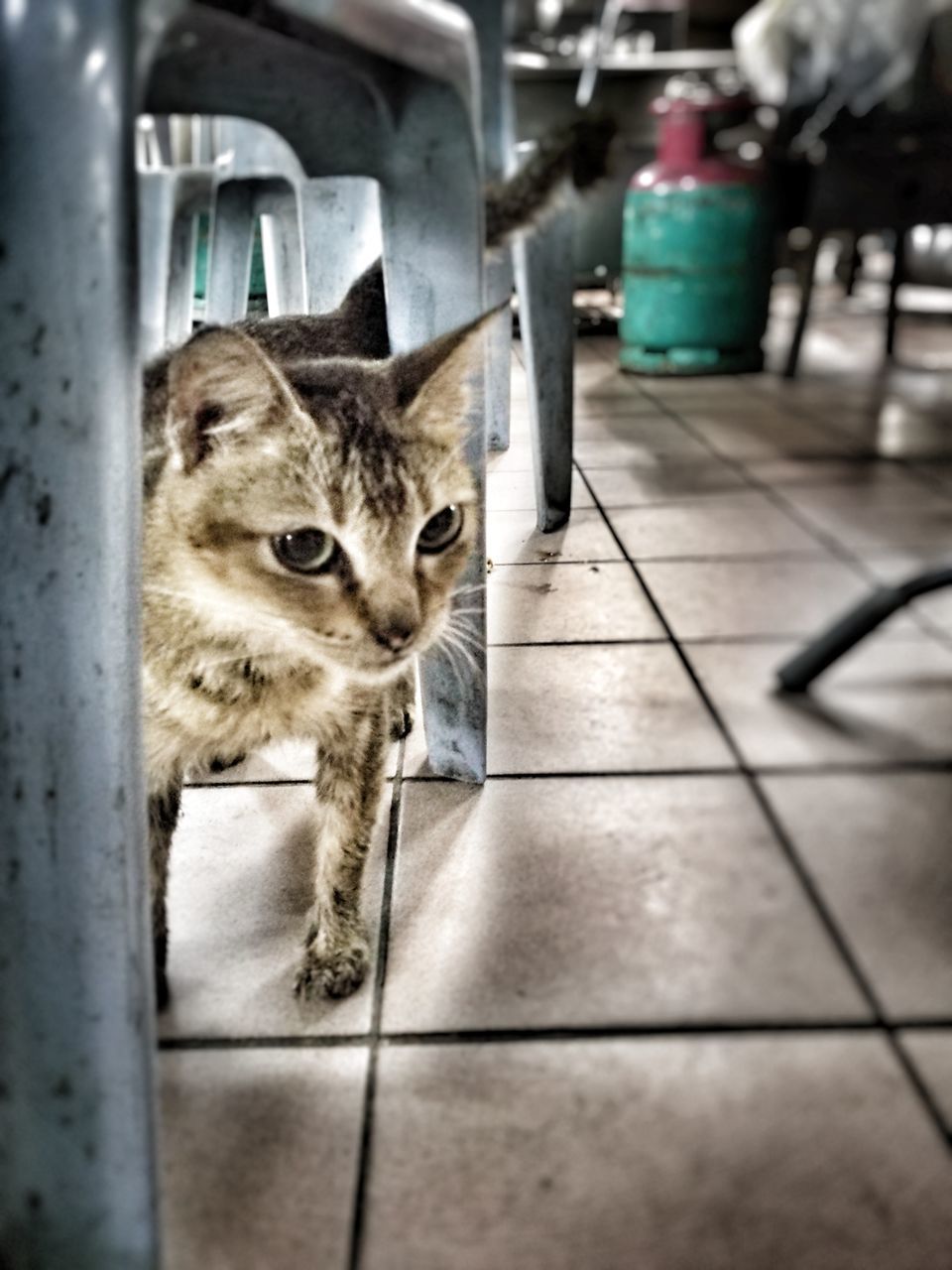 CLOSE-UP PORTRAIT OF CAT