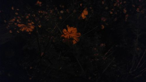 Close-up of autumn leaves at night