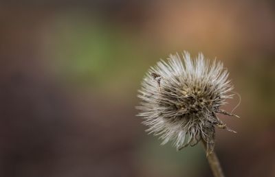 Close-up of dandelion against blurred background