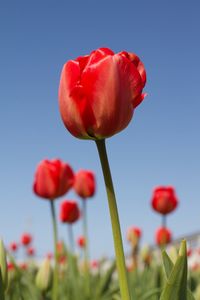Close-up of red tulip against sky