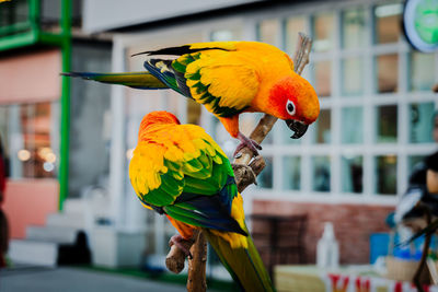 Close-up of parrot