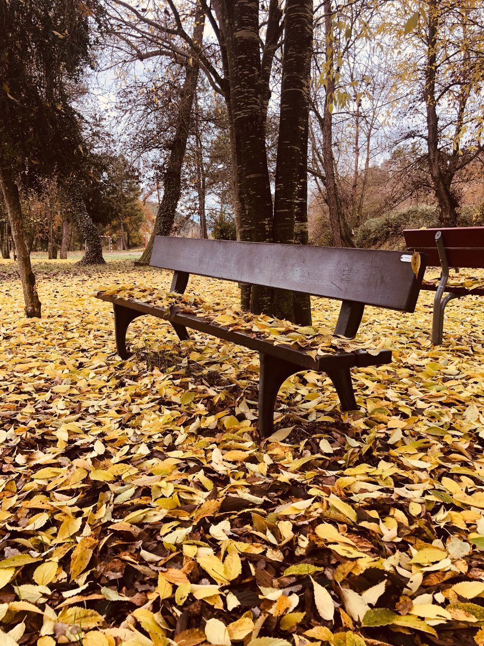 PARK BENCH BY AUTUMN TREE IN SUNLIGHT