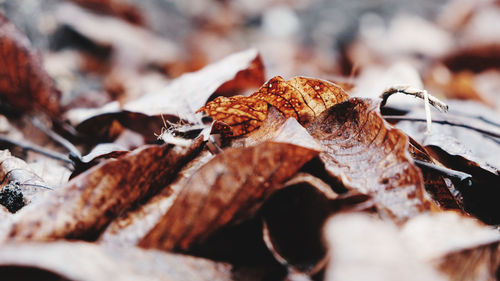 Close-up of dried autumn leaves