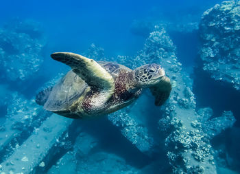 Close-up of turtle swimming in sea