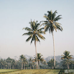 Palm trees on field against clear sky