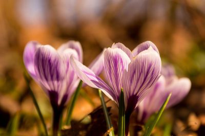 Close-up of pink crocus flowers