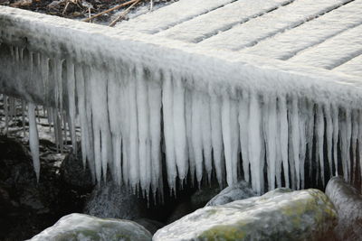 Row of trees in the dark