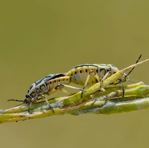 Close-up of insect on leaf