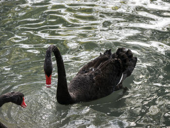 High angle view of swans swimming in lake