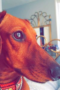 Close-up portrait of a dog