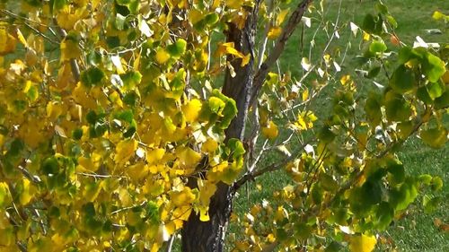 Low angle view of tree