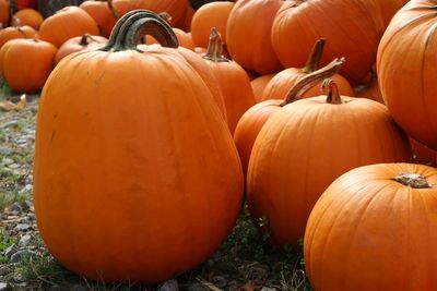 Pumpkins for sale at market stall