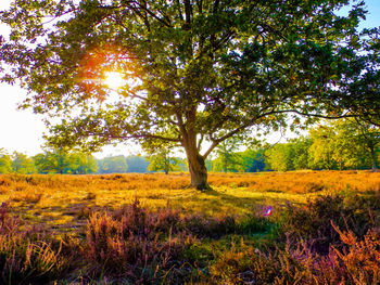 View of flower trees in field