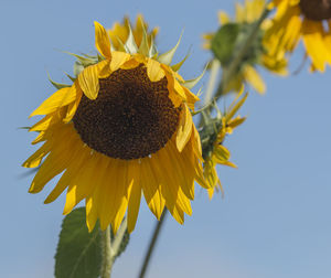 A sunflower starting to wilt with flowers sticking down to the ground with a bright blue sky above.