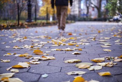 Low section of autumn leaves on street