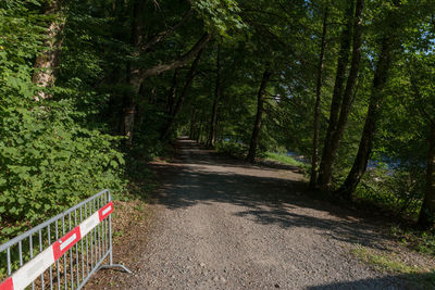 Walkway amidst trees in forest