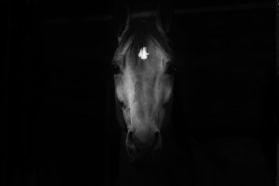 Close-up portrait of horse against black background