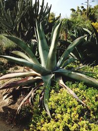 Close-up of fresh green plants