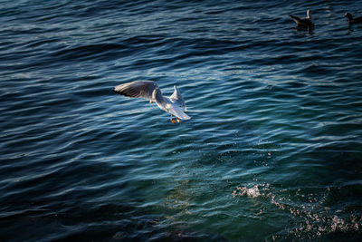 High angle view of seagull flying over sea