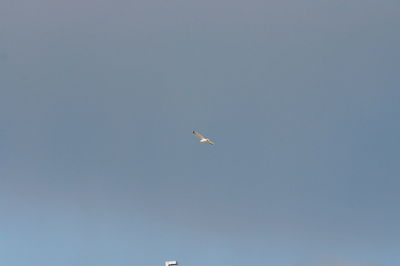 Low angle view of bird flying in sky