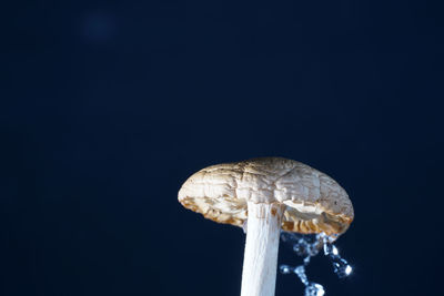 Close-up of a mushroom