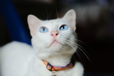 Close-up portrait of a cat