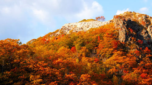 Low angle view of autumnal trees against sky