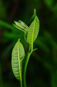 Close-up of fern leaves