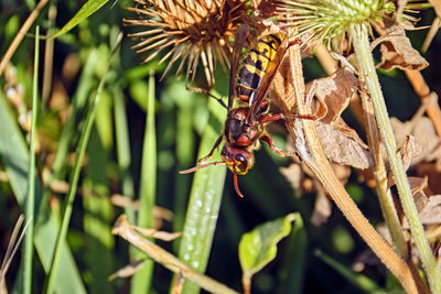 Close-up of insect on flower