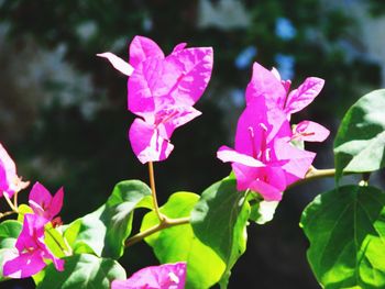 Close-up of pink flowers