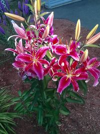 Close-up of red flowers blooming outdoors