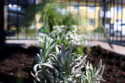 Close-up of potted plant in greenhouse