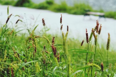 Close-up of fresh green grass