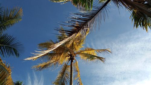 Low angle view of coconut palm tree against sky