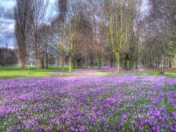 Purple flowers blooming on field
