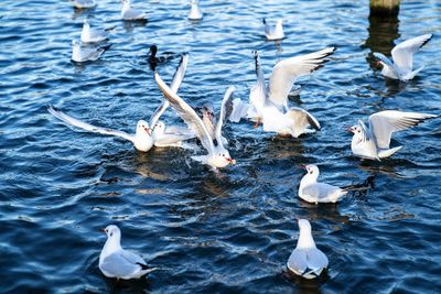 Seagulls in lake