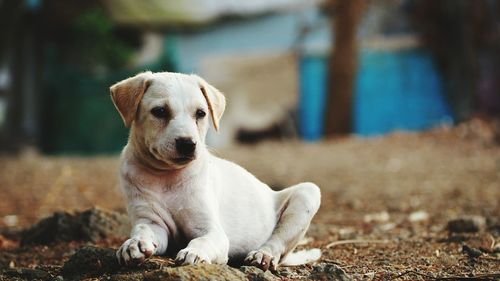 Close-up portrait of dog relaxing outdoors