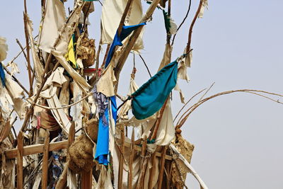 Low angle view of dry hanging against blue sky