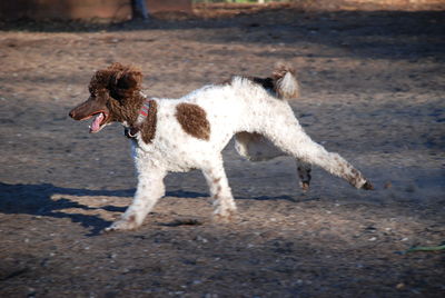 Dog standing outdoors