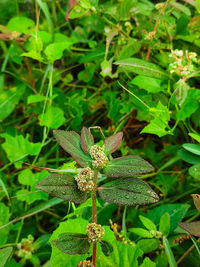 Close-up of insect on plant