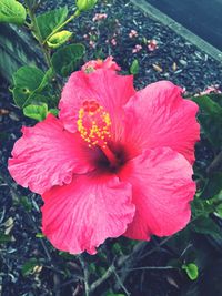 Close-up of hibiscus blooming outdoors