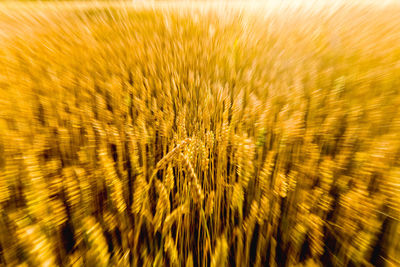 Full frame shot of flowering plants on field