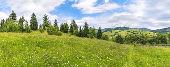 Scenic view of field against sky