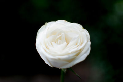 Close-up of white rose
