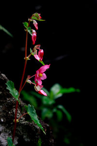 Close-up of pink flowers